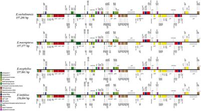Disjunction and Vicariance Between East and West Asia: A Case Study on Euonymus sect. Uniloculares Based on Plastid Genome Analysis